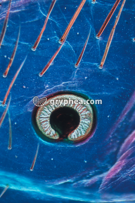 Stigmate d'insecte visible sur la cuticule (orifice en relation avec les trachées respiratoires) x15 - gryphea.com